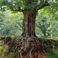 فروش فالوور روبیکا با قیمت پایین