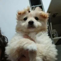 میکس شیتزو و پامر