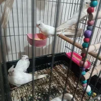 عروس هلندی سفید