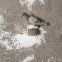 کفتر لایه جوجه آلمانی  و سبز نر آلمانی