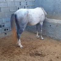 مادیان ۴سال|اسب و تجهیزات اسب‌سواری|گالیکش, |دیوار