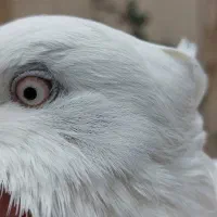 کبوتر اراکی چشم نوک سفید