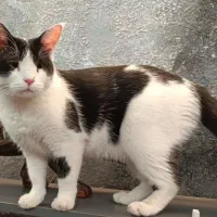 گمشده (مژدگانی 30 میلیون) محدوده پارامونت|حیوانات|شیراز, زند|دیوار