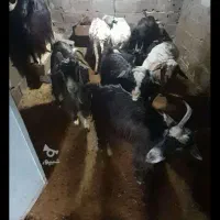 فروش بز و بزغاله جوان|حیوانات مزرعه|چمستان, |دیوار