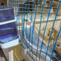 عروس هلنی آواز خوان|پرنده|خوی, |دیوار