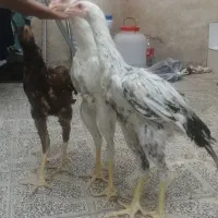 خروس لاری 4 ماهه|حیوانات مزرعه|پاکدشت, پاکدشت (مامازند)|دیوار