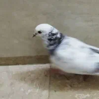 کبوتر پرشی هر قیمتی که مشتری بگه در خدمتم|پرنده|بوکان, |دیوار