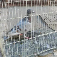 کفتر|پرنده|بیرجند, |دیوار