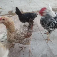 مرغ وخروس ونیمچه گلین