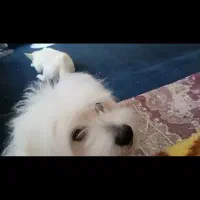 مالتیز 10ماه