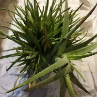 گلدون آلوئه ورا طبیعی