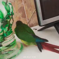 طوطی گرینچیک|پرنده|چناران, |دیوار