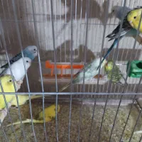 فروش تعدادی جوجه مرغ عشق دو الا سه ماه