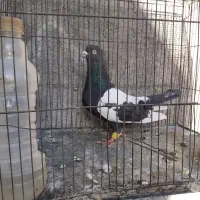 کبوتر|پرنده|مشهد, امیرآباد|دیوار