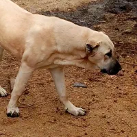 واگذاری دو عدد پژدر|سگ|کیار, |دیوار