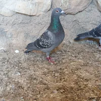 کبوتر پلاکی گرفته