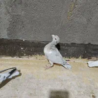 شازده سبز تهرانی سار سرخ تهرانی پلاکی|پرنده|مشهد, گلبرگ|دیوار