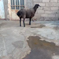 بره ماده ونر وبز وگوسفند|حیوانات مزرعه|قیدار, |دیوار