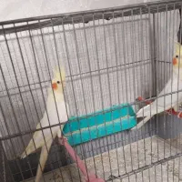 جفت عروس هلندی تاج بزرگ با قفس قلامی