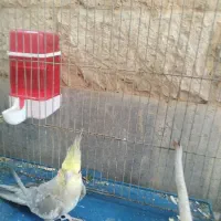 عروس هلندی|پرنده|شیراز, شهرک سراج‎|دیوار