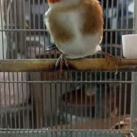 (( جوجه سهره ))