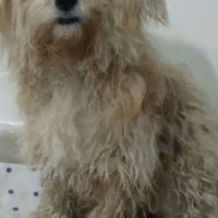 سکم‌گم‌شده‌