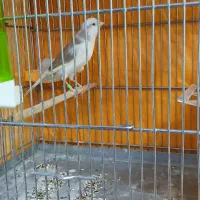 قناری|پرنده|محمدیه-قزوین, |دیوار