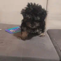 فروشی|سگ|قشم, |دیوار