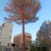 خریدار چوب چنار و گردو و کاج و توت در ماهان