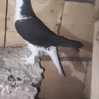 کفتر یاکبوتر