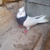 کبوتر طوقی روزگاری|پرنده|فرخشهر, |دیوار