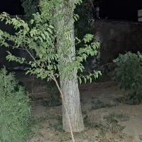 چوب درخت گردو|عمده‌فروشی|قره چای, |دیوار