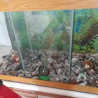 سلام آکواریوم بزرگ دوقلو سالم