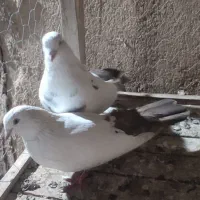 یه جفت دم قهوی یه کله سبز نر
