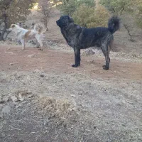 واگذاری سگ|سگ|اسلام‌‌آباد غرب, |دیوار