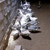 غاز فروشی|حیوانات مزرعه|نصر آباد, |دیوار