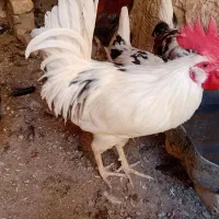 خروس|حیوانات مزرعه|رفسنجان, |دیوار