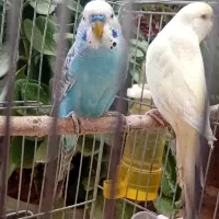 مرغ عشق|پرنده|شیراز, شهرک سعدی|دیوار