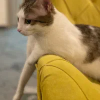 واگذاری گربه نر|گربه|زنجان, |دیوار