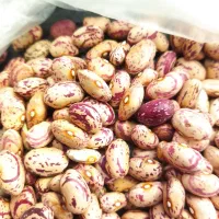 لوبیا چیتی  ‌گو قین و  زودرس مناسب بذری و پخت و پز