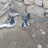 یال سیاه یال قهویی|پرنده|کازرون, |دیوار