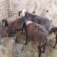 میش و بره (قوچ)|حیوانات مزرعه|خمینی‌شهر, |دیوار