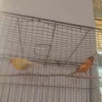 فروش قناری|پرنده|ابرکوه, |دیوار