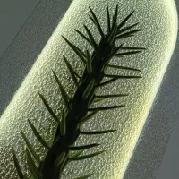 تابلو دکوراتیو زنده پتینه کاری شده|تابلو، نقاشی، عکس|تهران, طرشت|دیوار