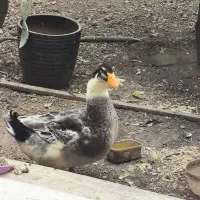 اردک جوان محلی کله غازی|حیوانات مزرعه|تهران, پرستار|دیوار