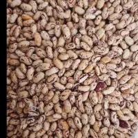 لوبیاچیتی امسال