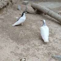 کفتر|پرنده|باخزر, |دیوار