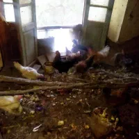 فروش مرغ محلی تخم زا قیمت توافقی|حیوانات مزرعه|بیرجند, |دیوار