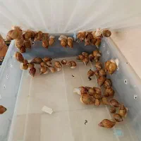 حلزون مناسب پوست ضد چروک