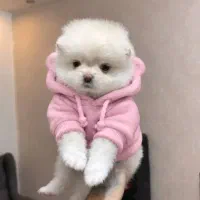 ۴قلاده پامر